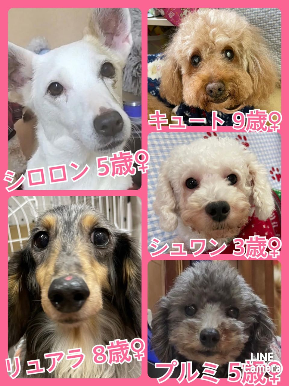 🐾今日の里親様募集中ワンコ🐶メンバーです🐾2021,12,31